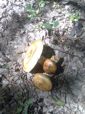 Прикрепленное изображение: Фото0193.jpg